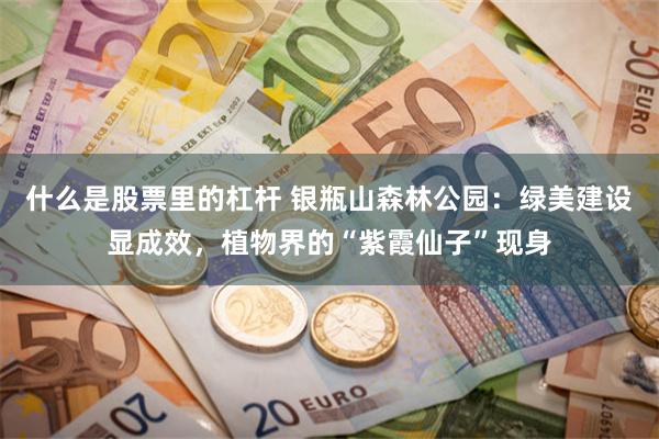 什么是股票里的杠杆 银瓶山森林公园：绿美建设显成效，植物界的“紫霞仙子”现身