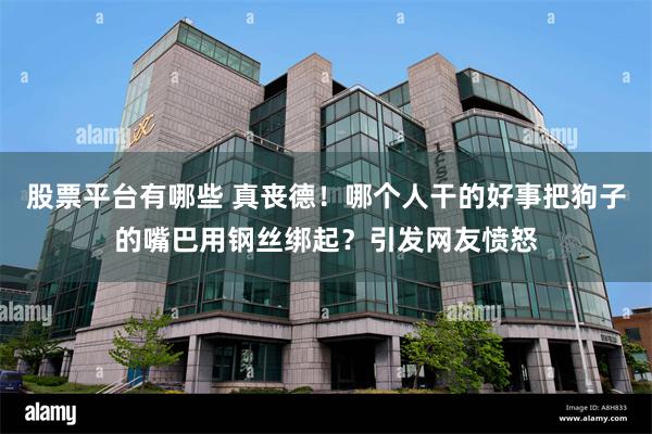 股票平台有哪些 真丧德！哪个人干的好事把狗子的嘴巴用钢丝绑起？引发网友愤怒